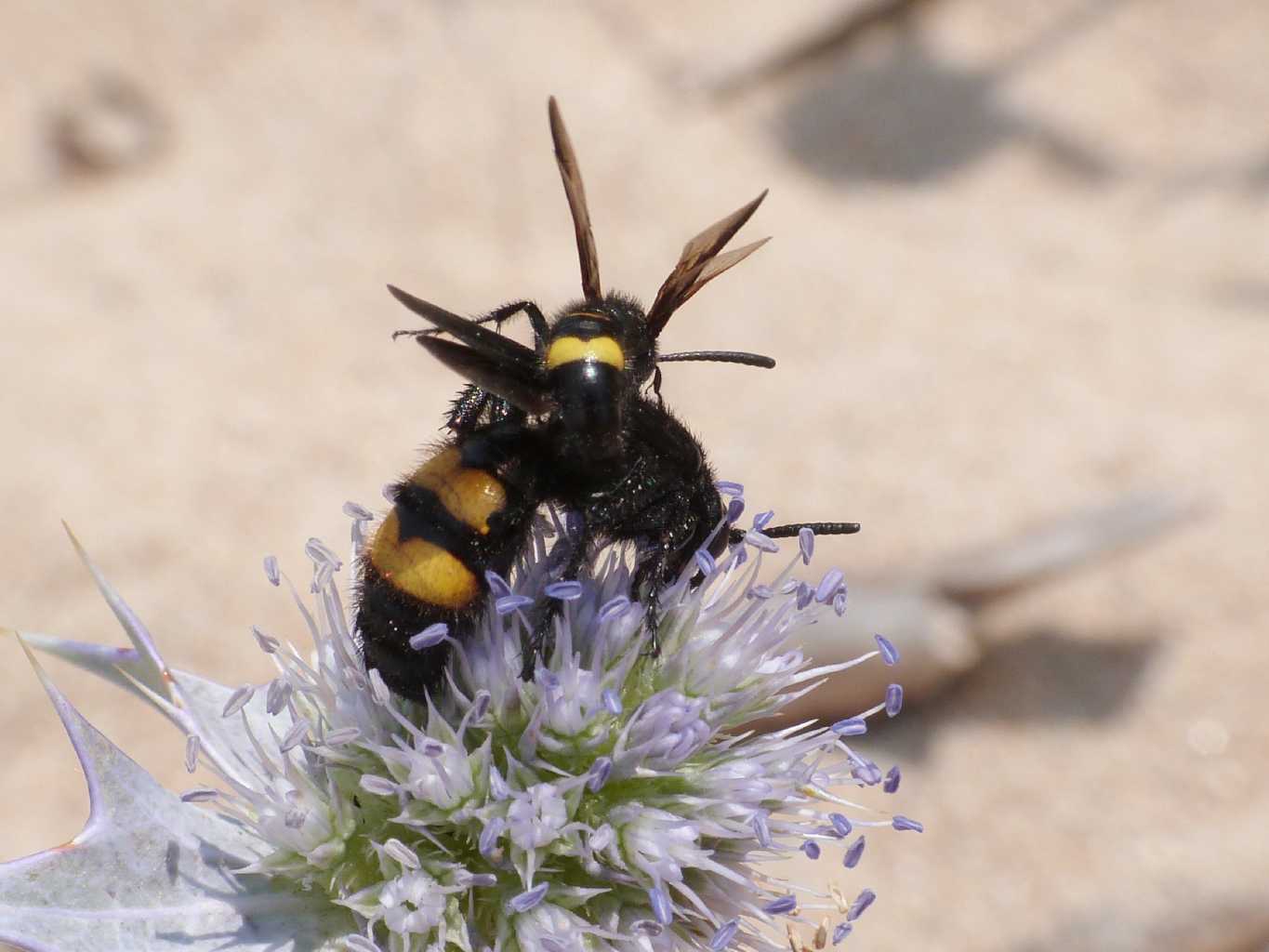 Scolia hirta: maschi imbranati